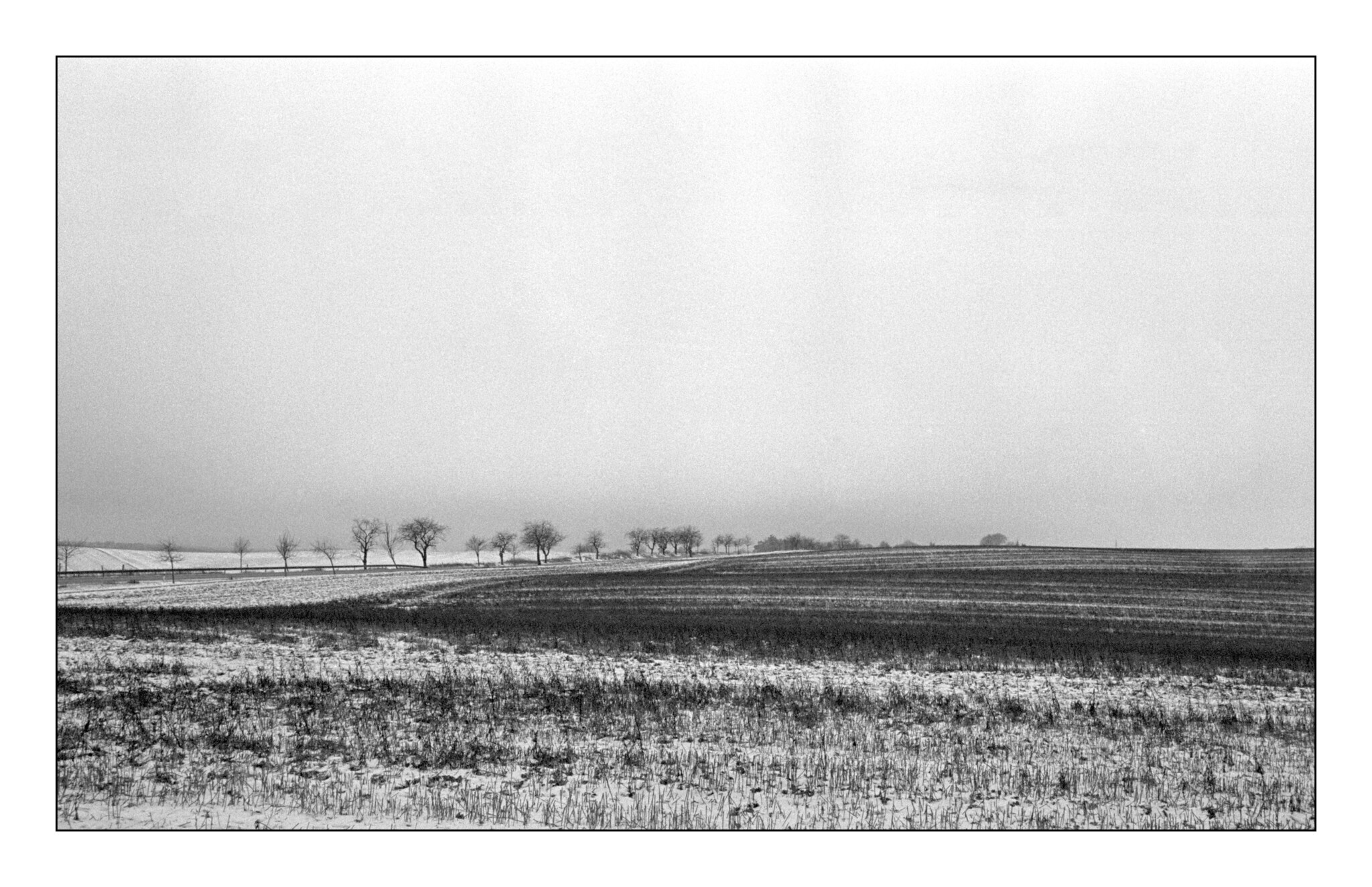 Weites, schneebedecktes Feld mit einer Reihe kahler Bäume am Horizont unter bewölktem Himmel